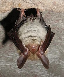 Sommeil de la chauve souris