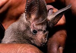 Phyllostomidae