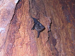 Emballonurids