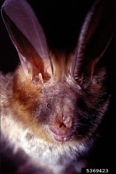 Nycteris