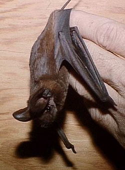 Molossidae