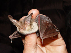 Vespertilionidae