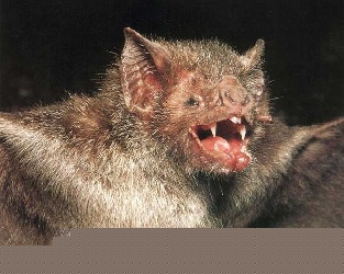 Microchiroptre