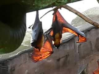 image_video_pteropus_vampyrus