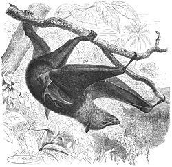 Pteropodidae dessin